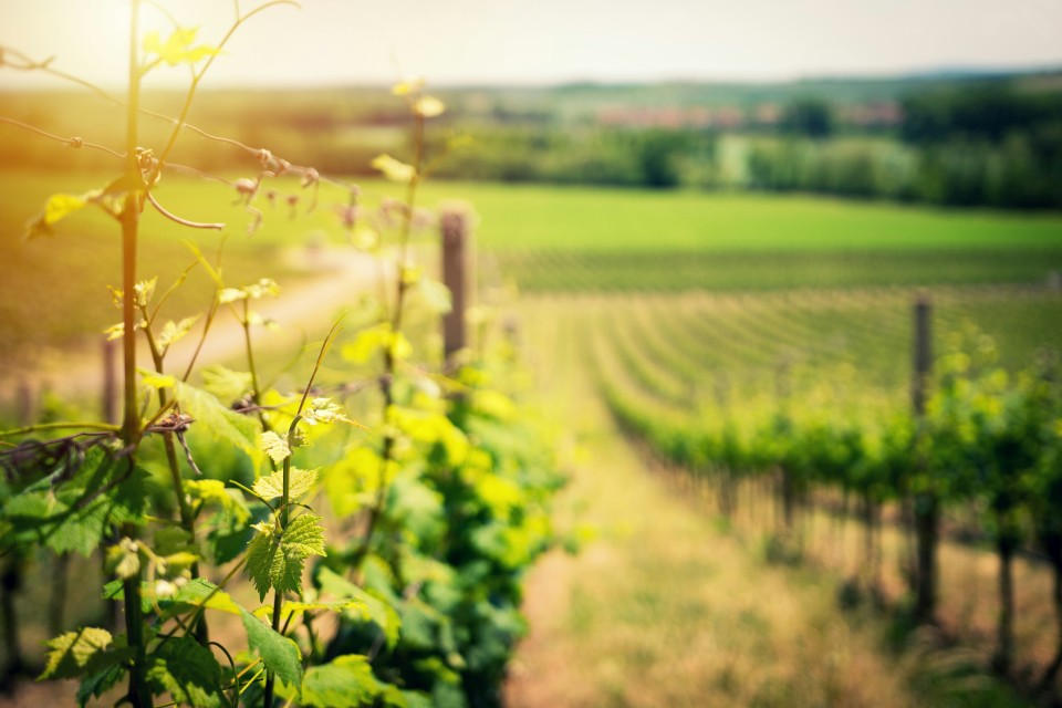 Sonnenlicht beleuchtet grüne Weinreben in den Vordergrund, während sich Weinbergreihen in sanften Hügeln in die Ferne erstrecken.