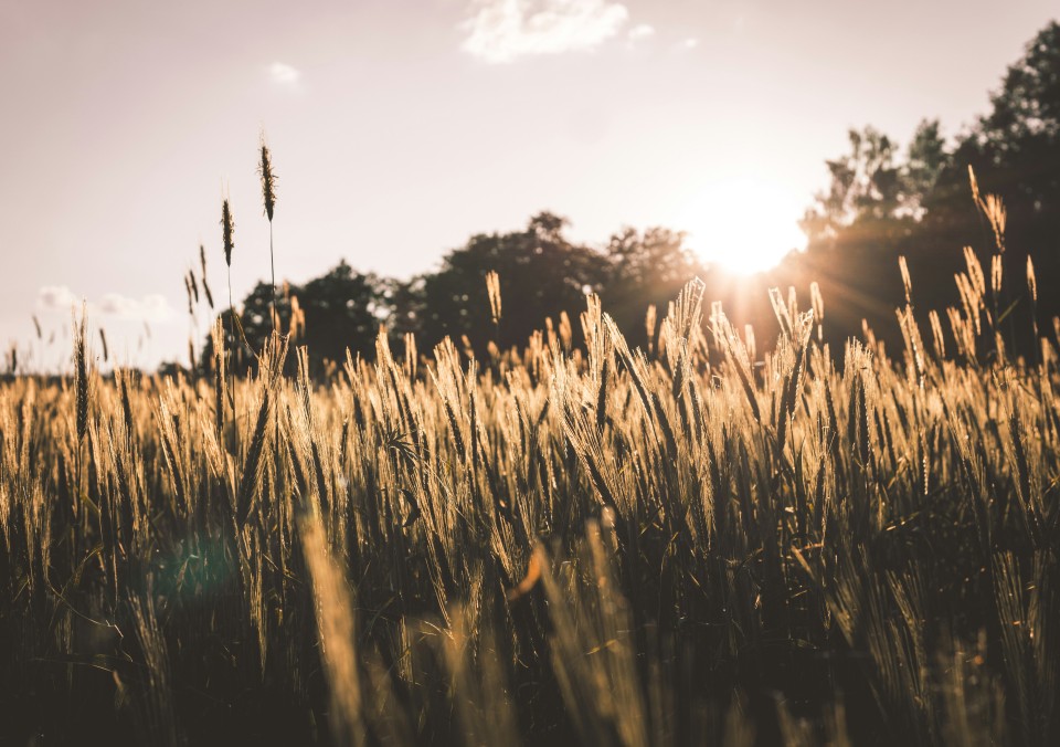 Weizenfeld bei Sonnenaufgang mit Bäumen im Hintergrund und goldenem Gegenlicht, das die Ähren hervorhebt.