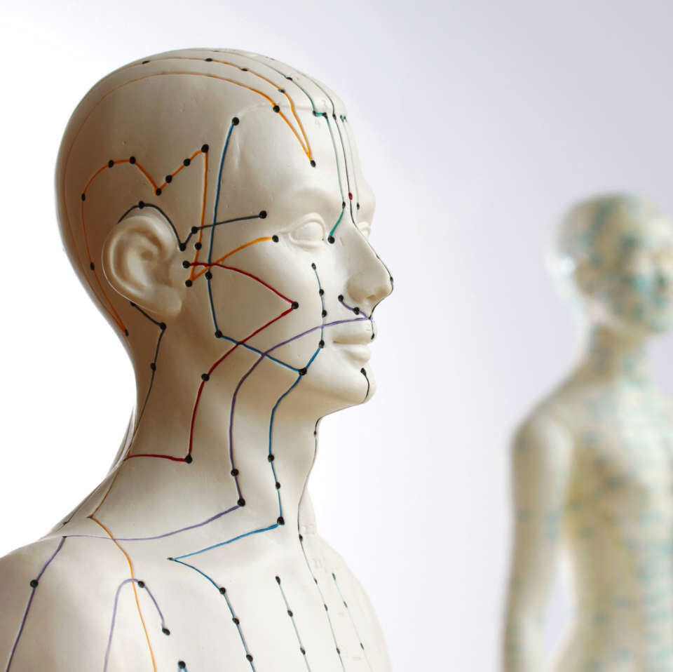 Anatomisches Modell eines menschlichen Kopfes im Profil mit eingezeichneten Meridianlinien und Akupunkturpunkten in verschiedenen Farben. Im Hintergrund ist ein weiteres unscharfes Modell sichtbar. Das Modell zeigt die traditionelle chinesische Akupunktur-Topographie für Ausbildungszwecke.